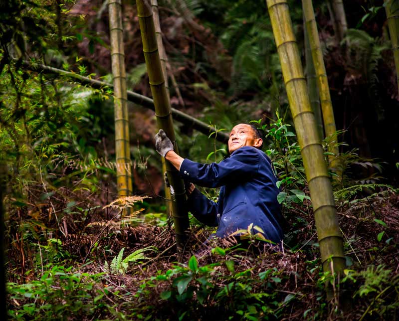 Walking Bamboo Socks